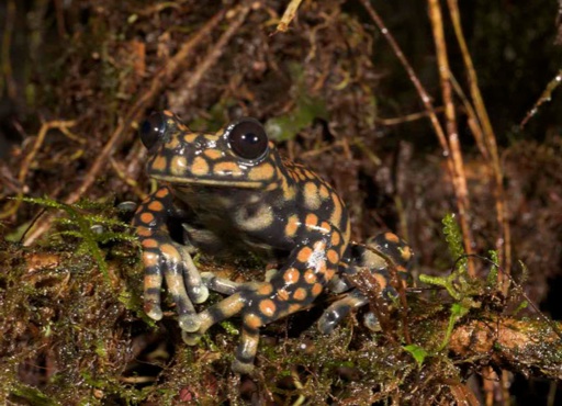 image of frog prince in natural habitat